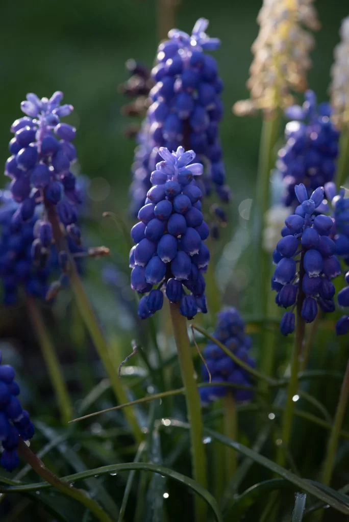 Blue Hyacinth Dense Cluster Petals gray Greenery