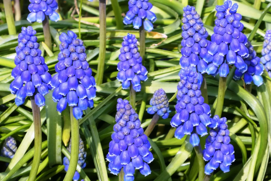Blue Hyacinth Dense Cluster Petals Green gray Leaves