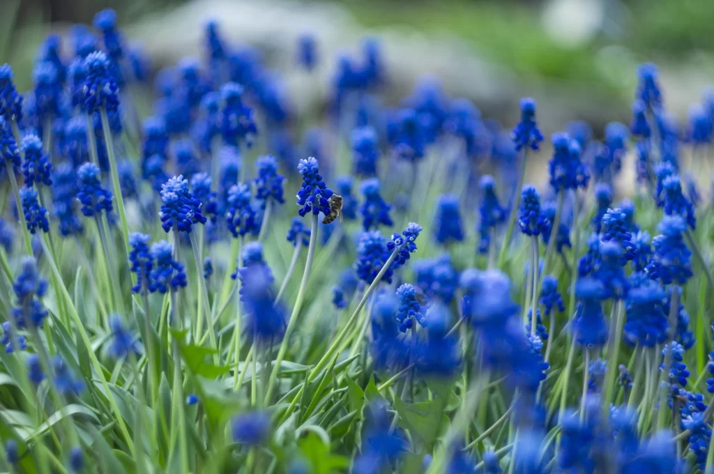Blue Hyacinth Dense Cluster Petals Green cool Stems