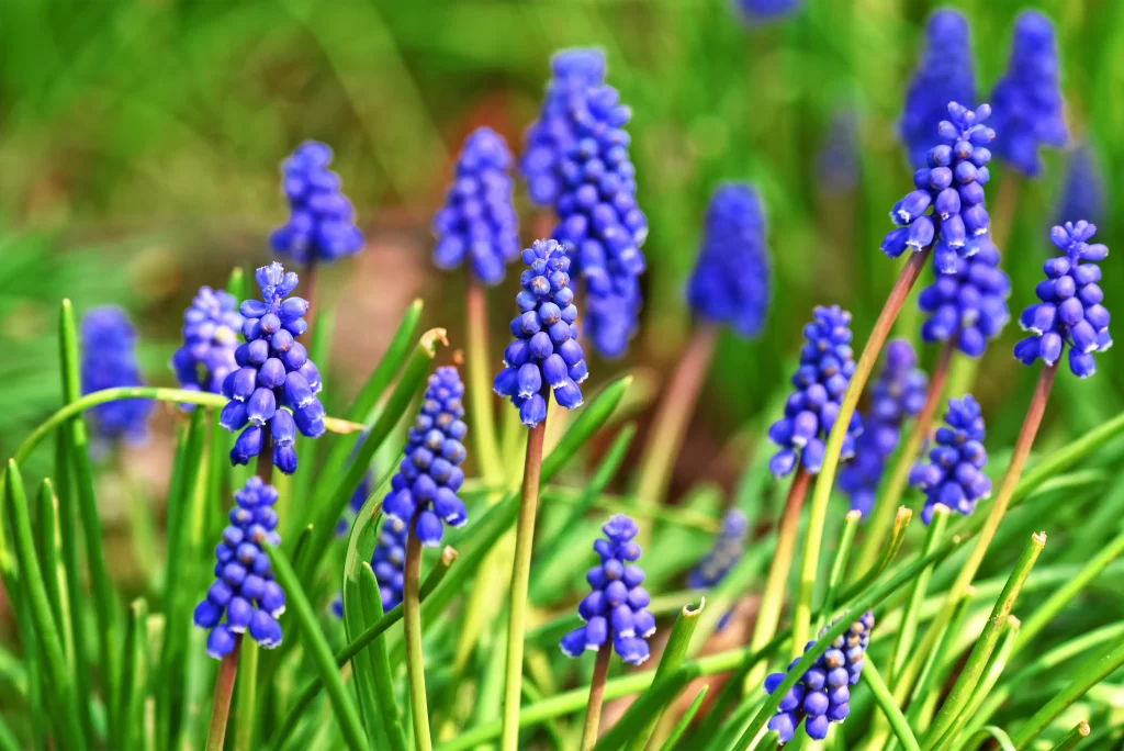 Blue Hyacinth Dense Cluster Petals Green warm Stems