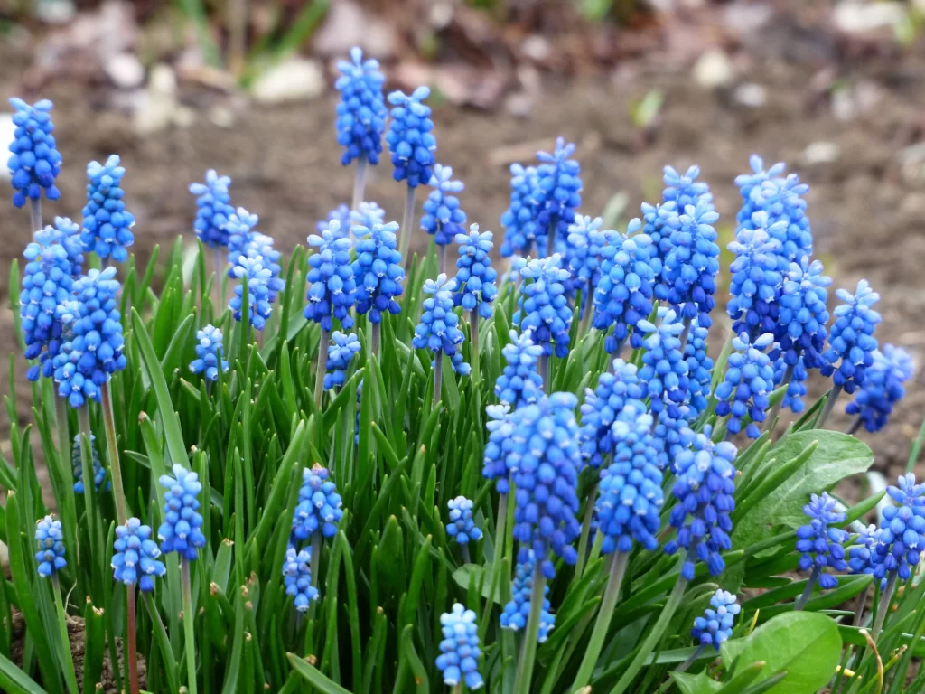 Blue Hyacinth Dense Cluster Petals Green gray Leaves