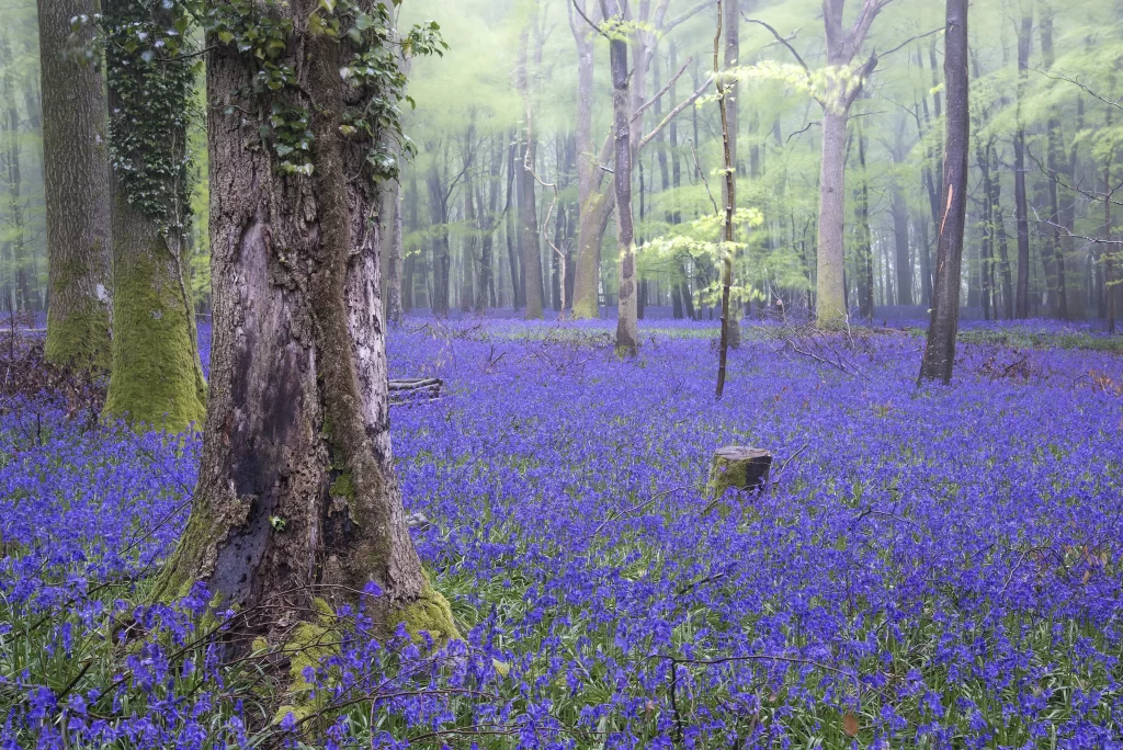 Blue Hyacinth Dense Forest Blooms Purple Petals