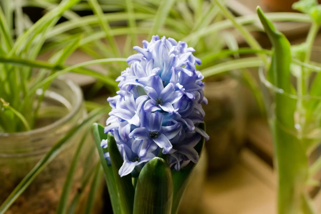 Blue Hyacinth Dense Petals Green warm Leaves