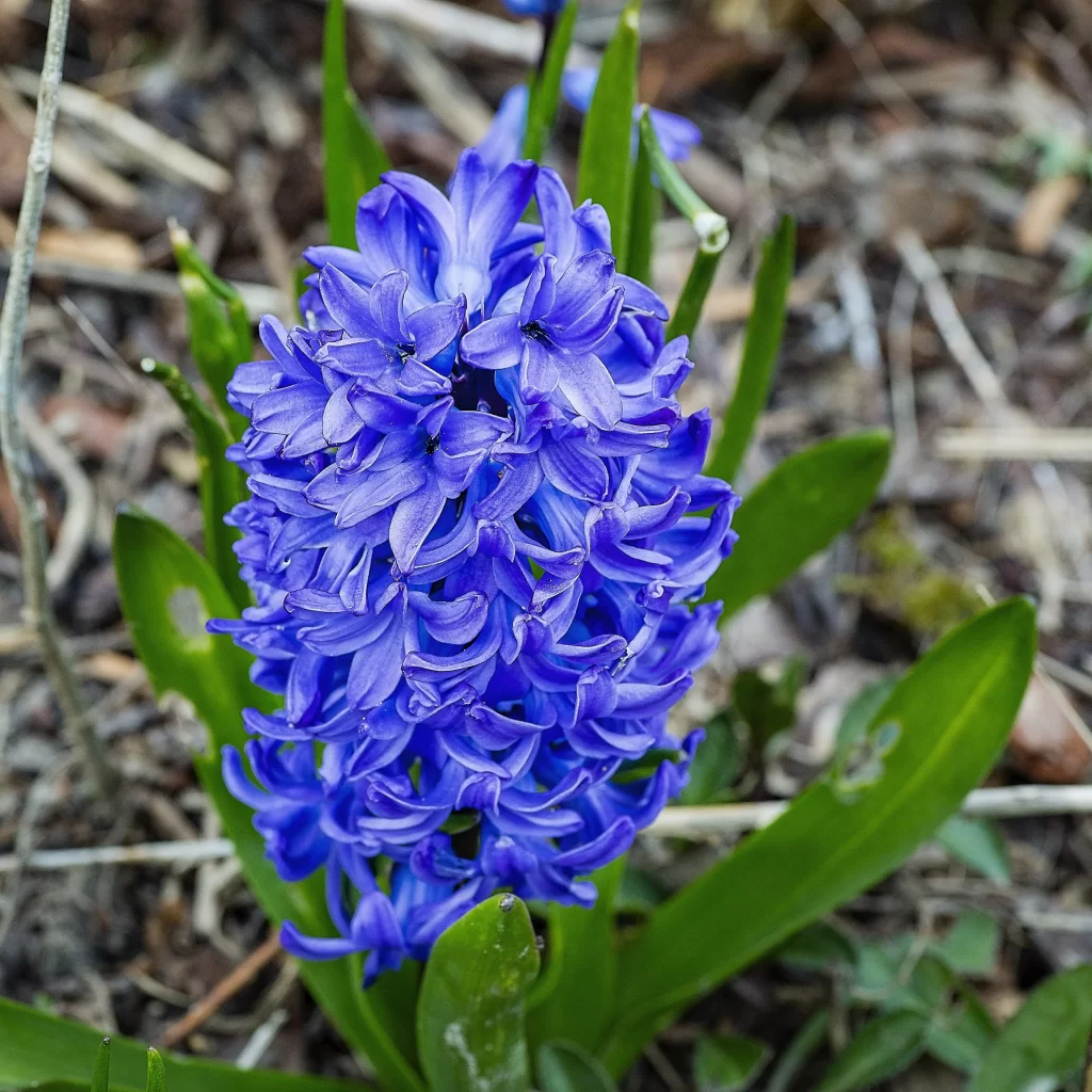 Blue Hyacinth Dense Petals Green gray Leaves