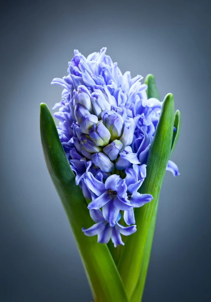 Blue Hyacinth Dense Petals Green gray Leaves