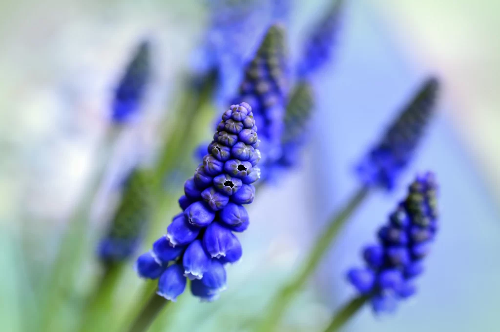 Blue Hyacinth Dense Petals Vibrant Color Soft Focus