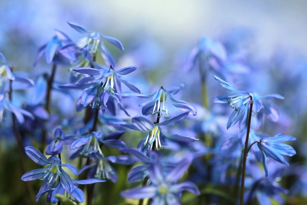 Blue Hyacinth Petals Delicate Blooms Nature