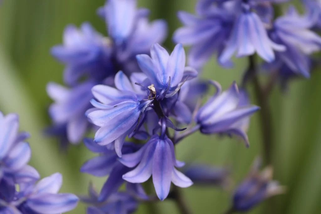 Blue Hyacinth Petals Dense Cluster Green Background