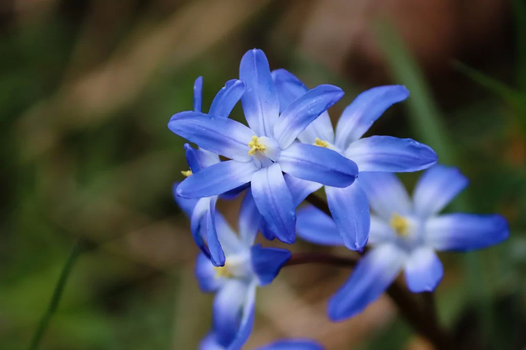 Blue Hyacinth Petals Star-shaped Yellow Stamen