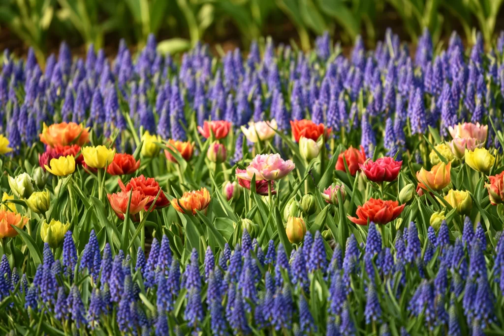 Blue Hyacinth Tulip Multicolored Petals Dense Blooms