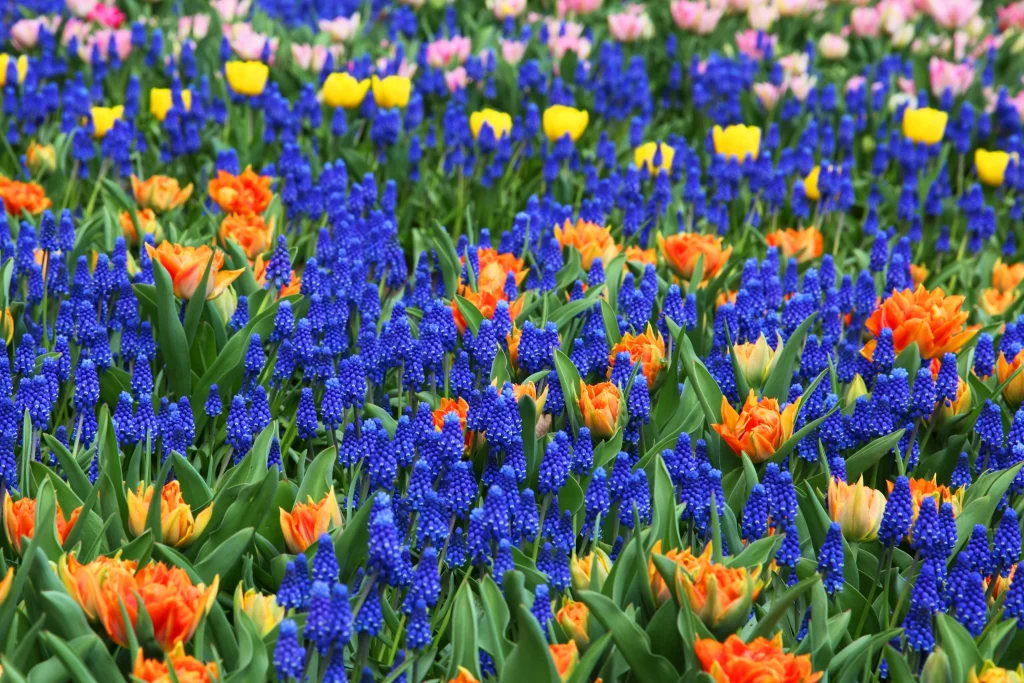 Blue Hyacinth Tulip Orange Yellow Pink
