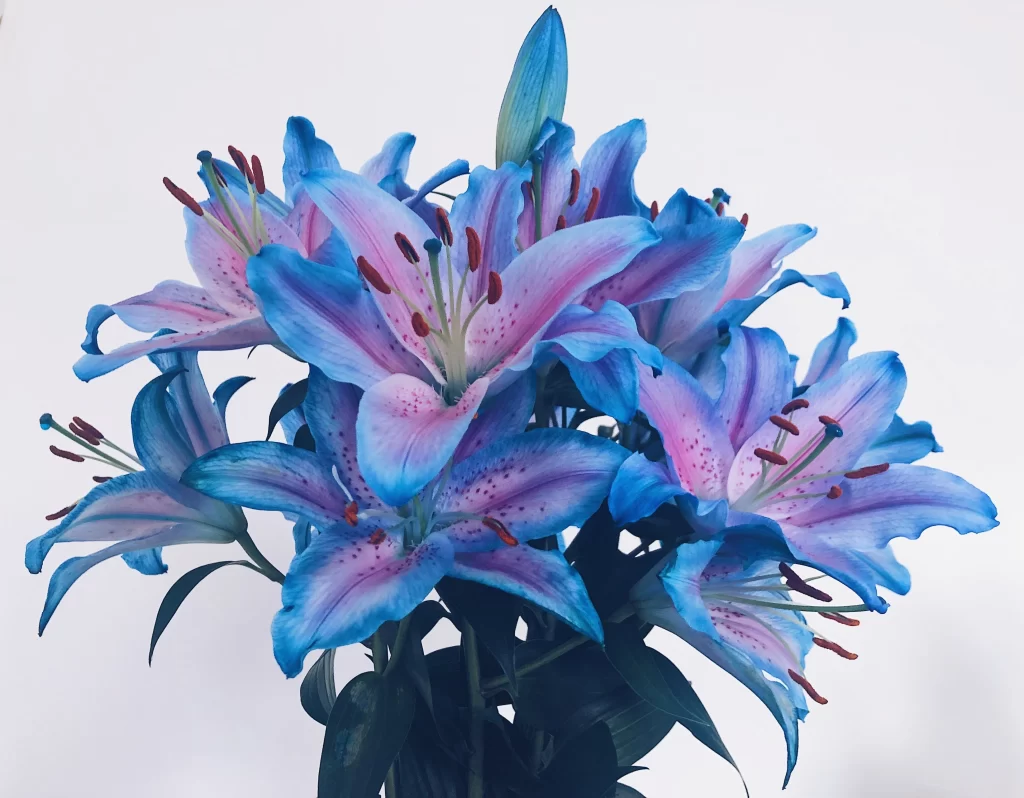 Blue Lily Trumpet Shaped Blooms Petals Stamen