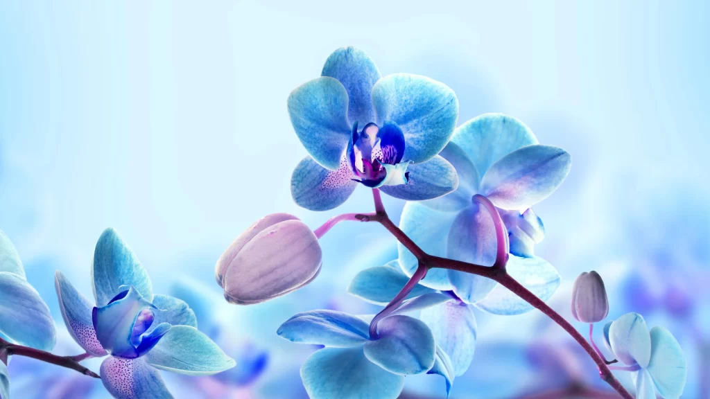 Blue Orchid Petals Bloom Bud