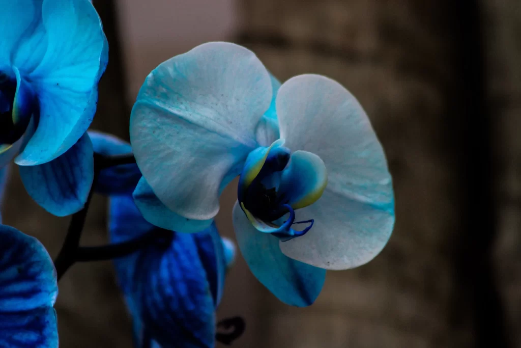 Blue Orchid Petals Dark Background
