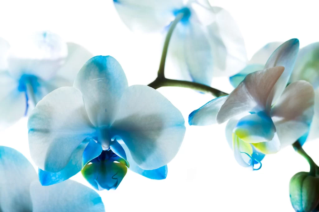 Blue Orchid Petals Translucent Soft
