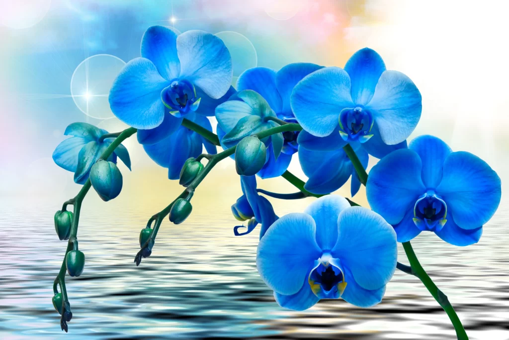 Blue Orchid Petals Vase Reflection