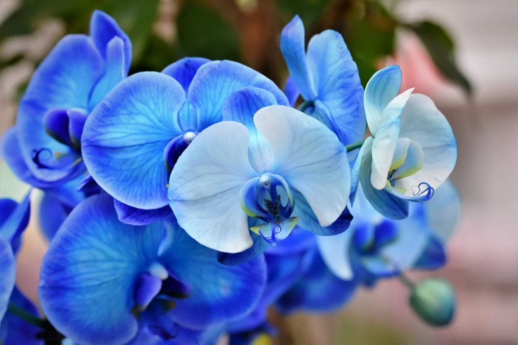 Blue Orchid Petals Vibrant Colorful