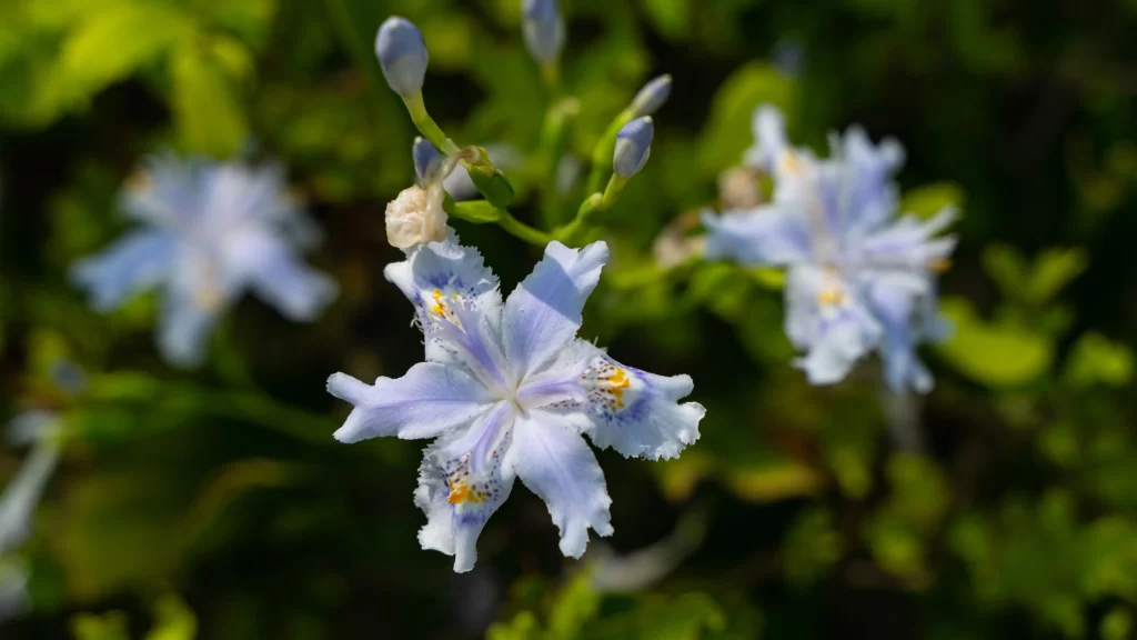Blue Orchid Petals Yellow Spots Green Leaves