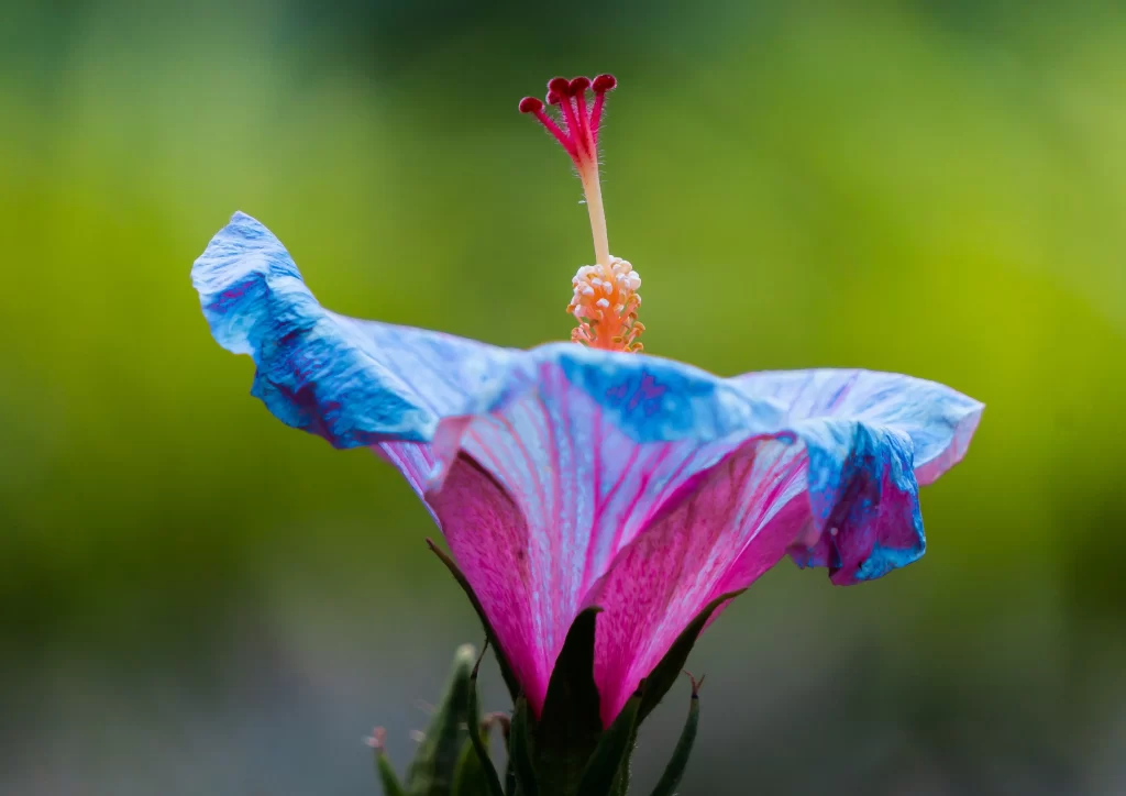 Blue Pink Hibiscus Petals Stamen