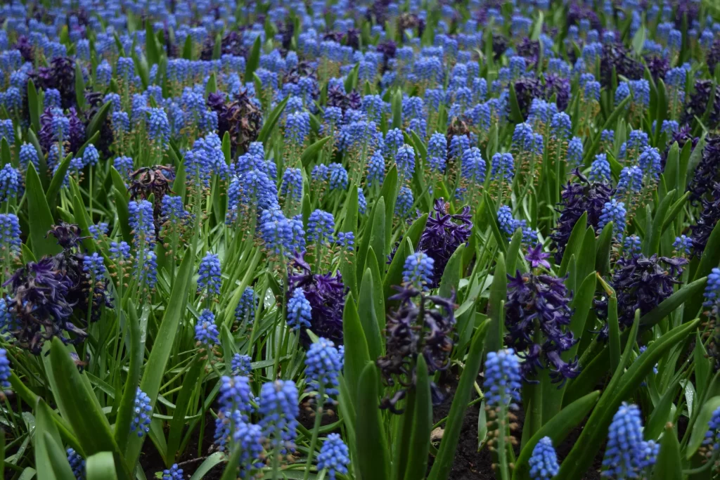 Blue Purple Hyacinth Dense Cluster Green Leaves