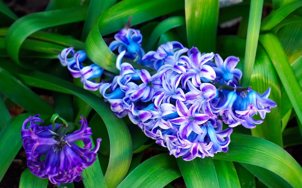 Blue Purple Hyacinth Petals Dense Cluster Green Leaves