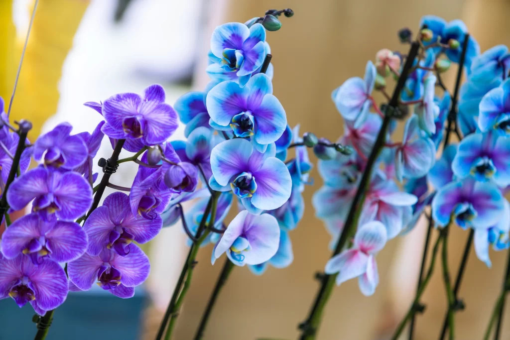 Blue Purple Orchid Petals Stems