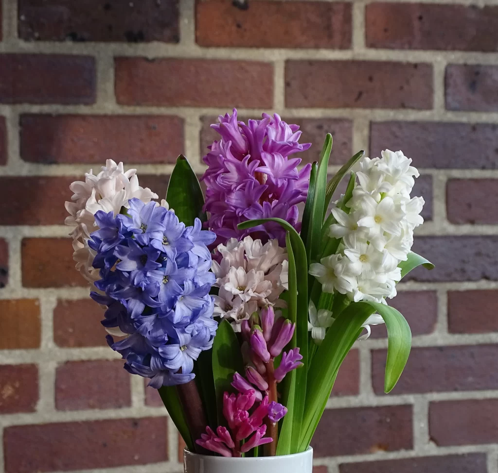 Blue Purple White Pink Hyacinth Cluster Petals