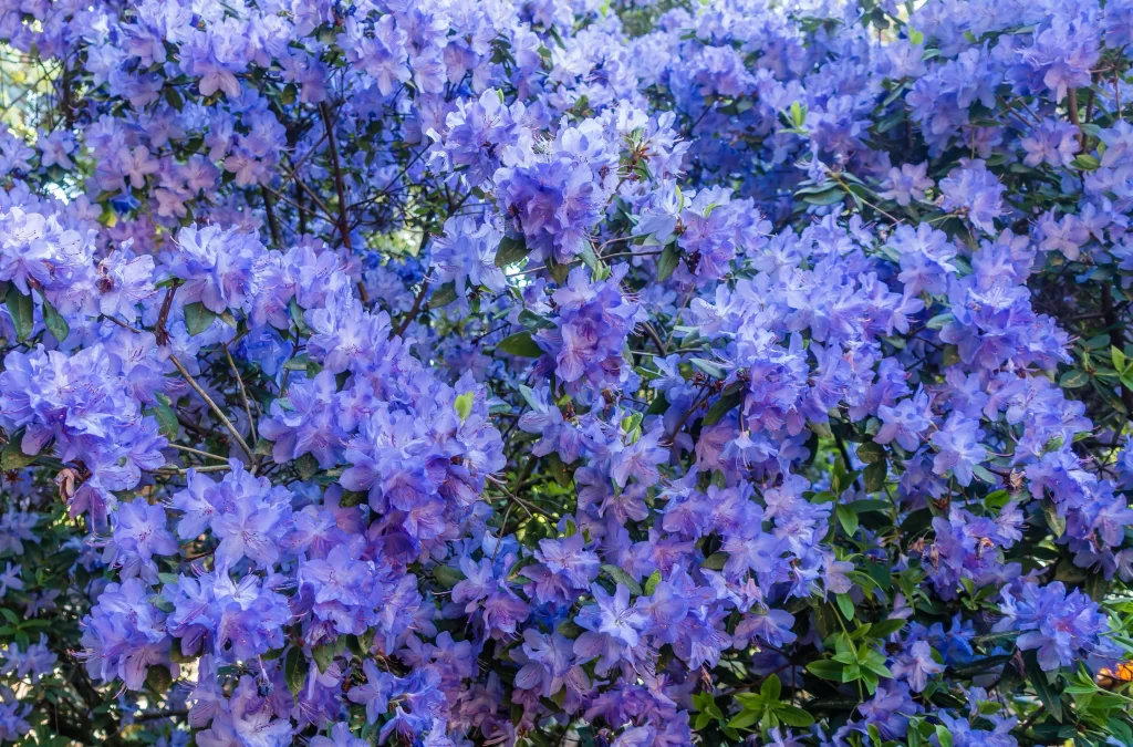 Blue Rhododendron Dense Petals Green Leaves