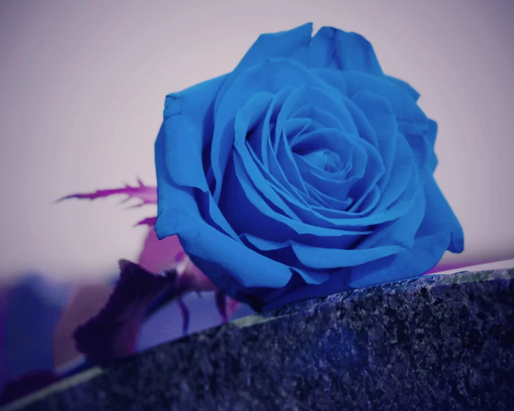 Blue Rose Blue Petals Purple Stem
