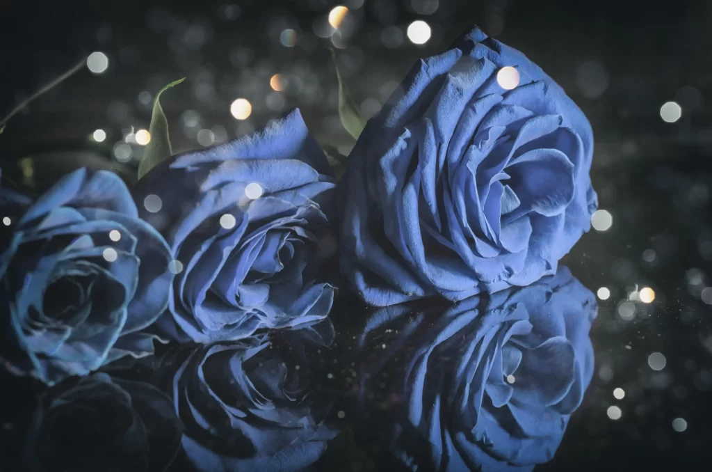 Blue Rose Dark Background Reflection Light