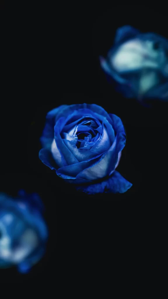 Blue Rose Dark Background
