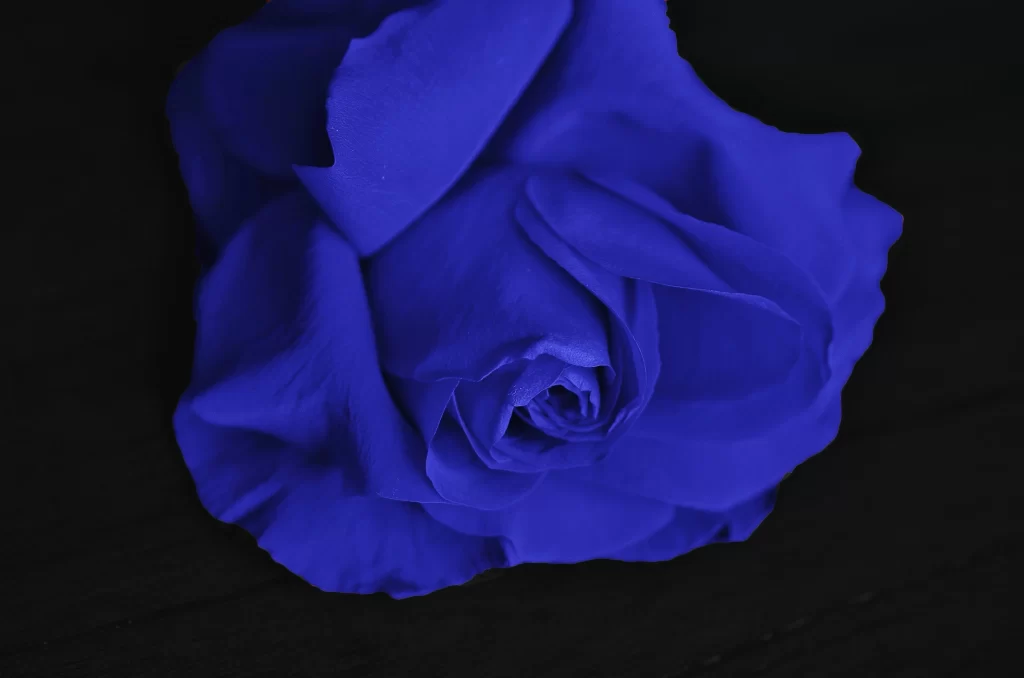 Blue Rose Dark cool Background