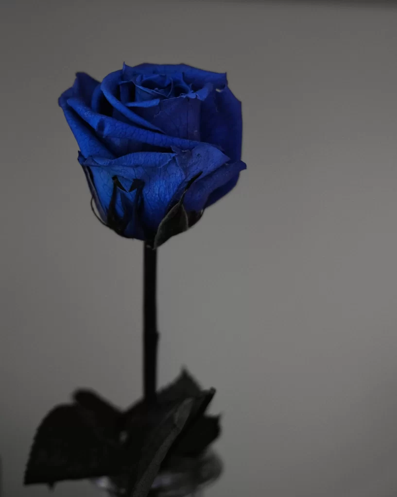 Blue Rose Dark gray Background