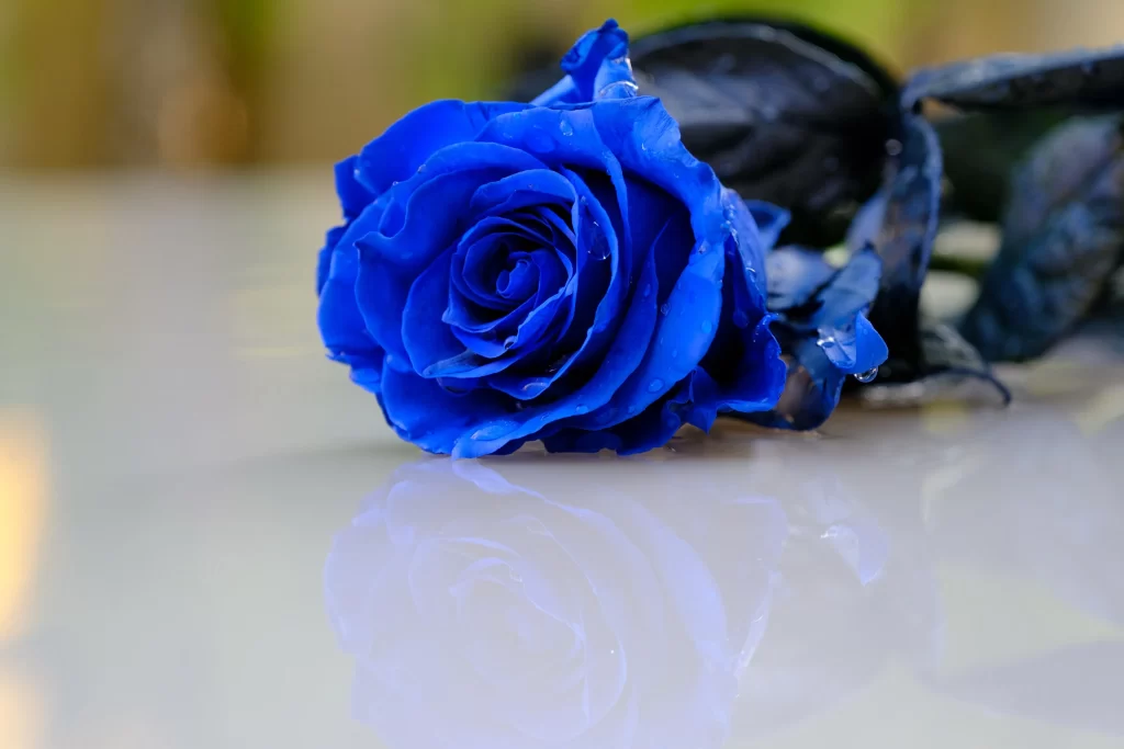 Blue Rose Dark Green Leaf Reflective Surface