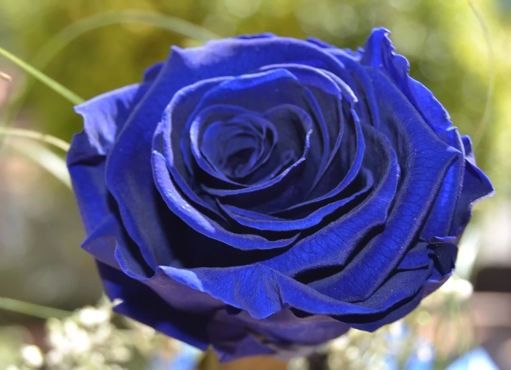 Blue Rose Deep Blue Petals Green Grass