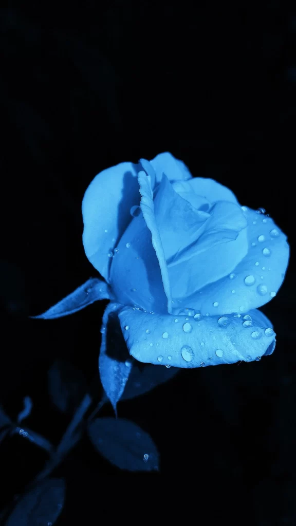 Blue Rose Dewdrops Dark Background