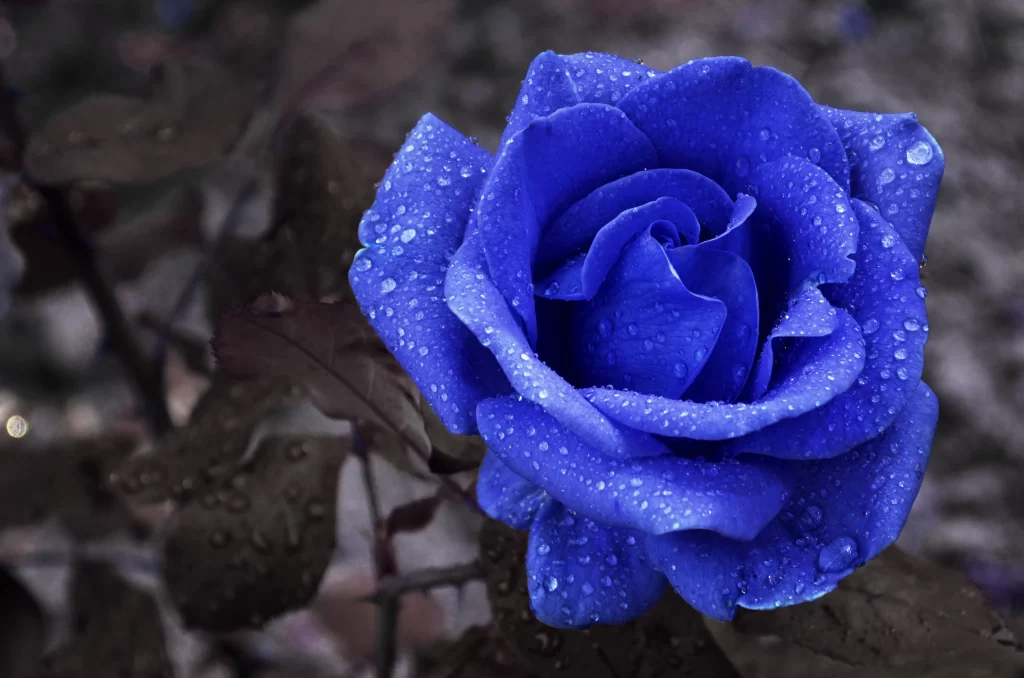 Blue Rose Dewdrops Dark cool Background