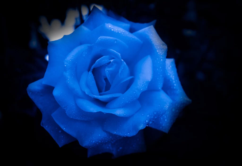 Blue Rose Dewdrops Dark cool Background