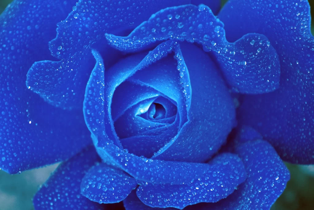 Blue Rose Dewdrops Morning Dew