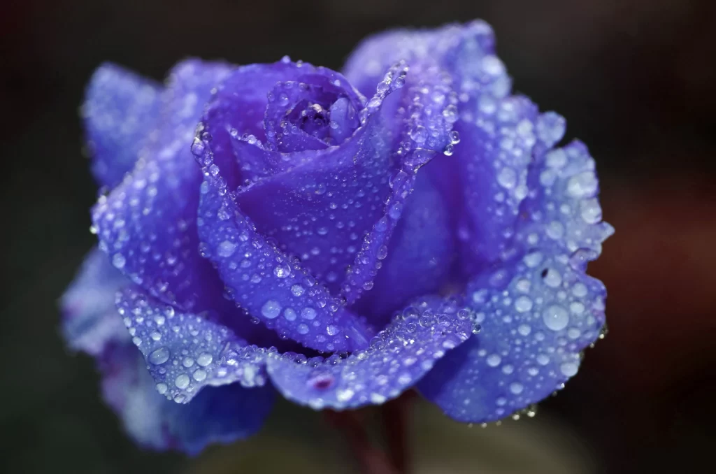 Blue Rose Dewdrops Purple Petals