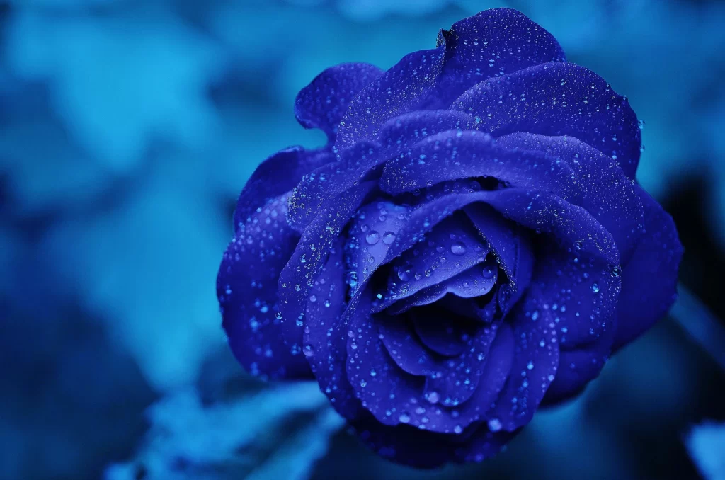 Blue Rose Dewdrops Soft Focus