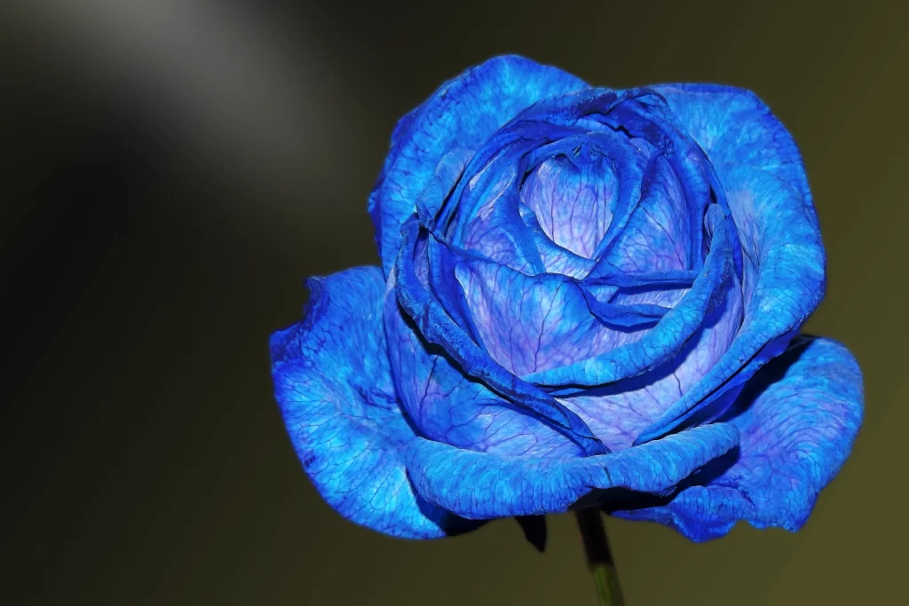 Blue Rose Flower Blue Petals Green Stem