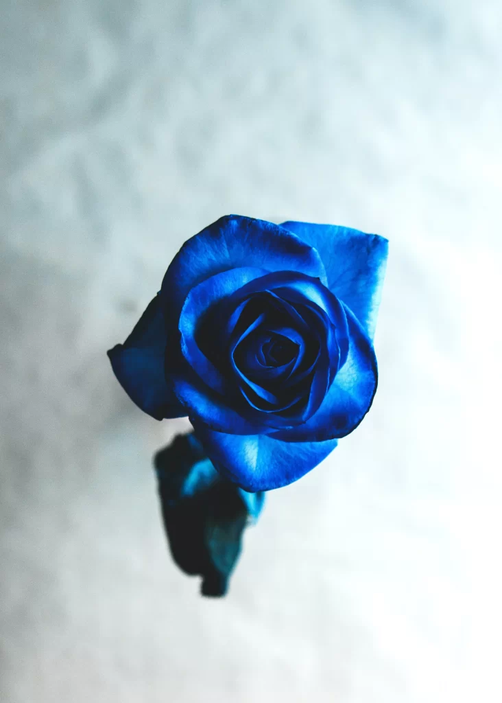 Blue Rose Flower Blue Petals White Background