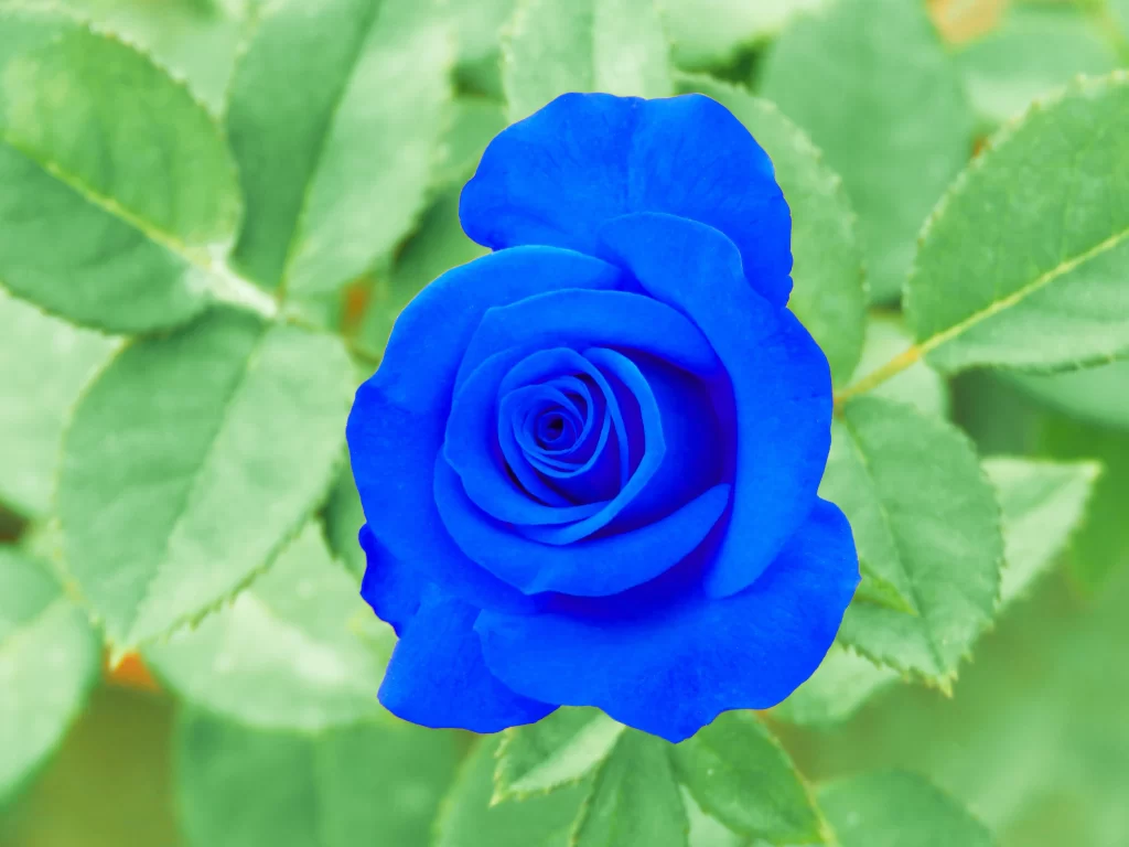 Blue Rose Green Leaves