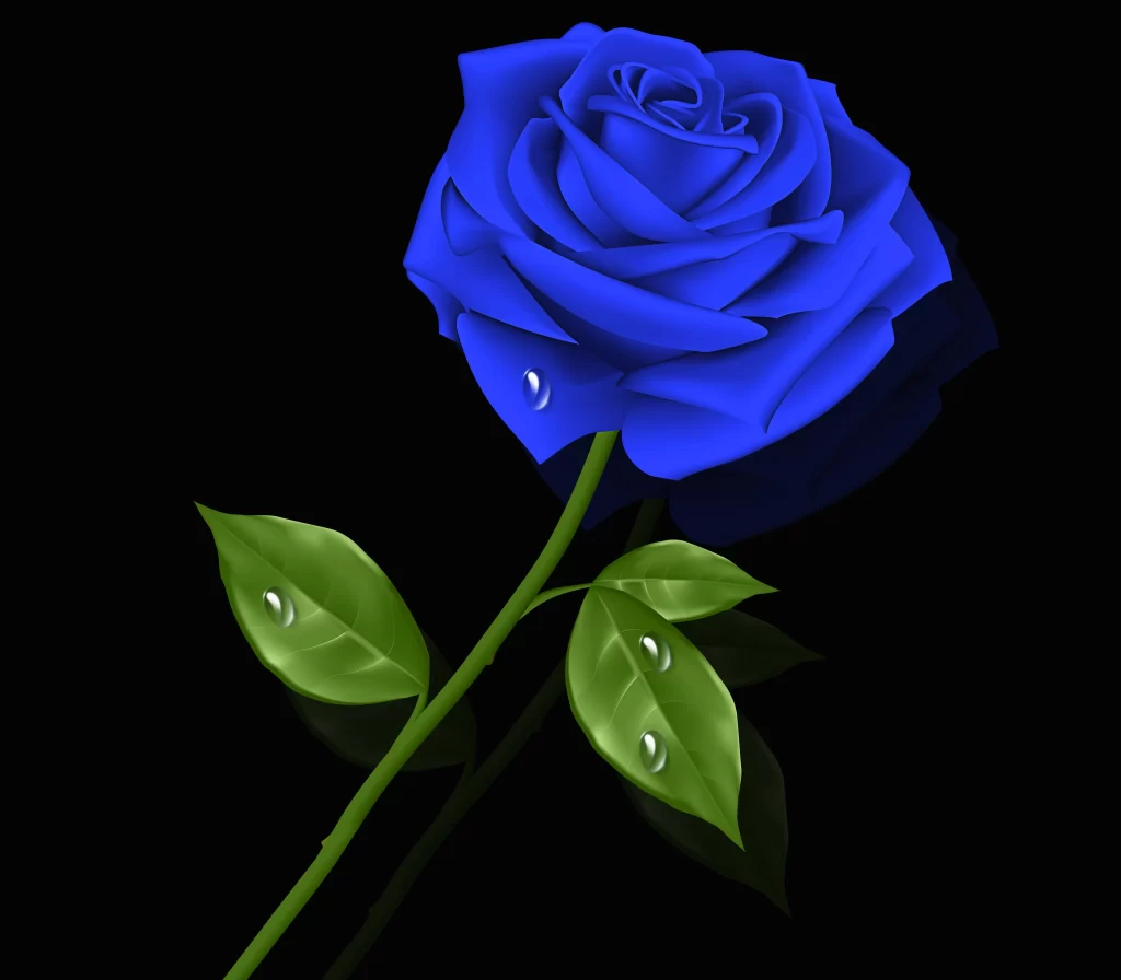 Blue Rose Green Leaves Black dark Background