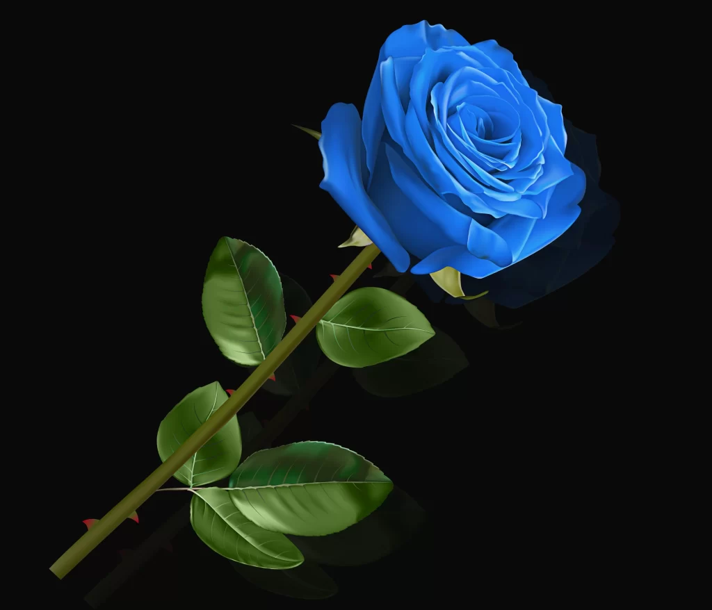 Blue Rose Green Leaves Black dark Background