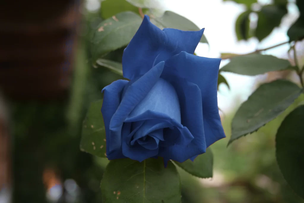 Blue Rose Green Leaves Nature