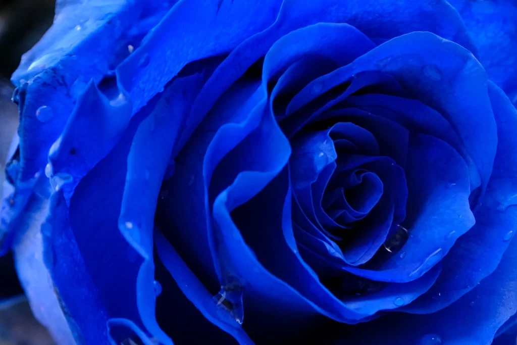 Blue Rose Petal Dewdrop