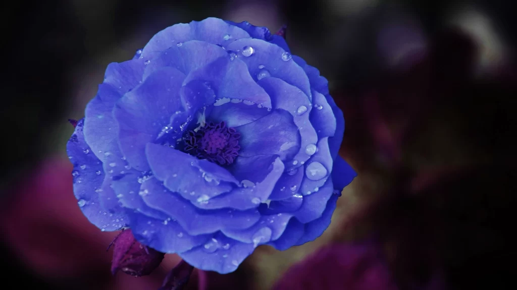 Blue Rose Petal Dewdrop Dark Background