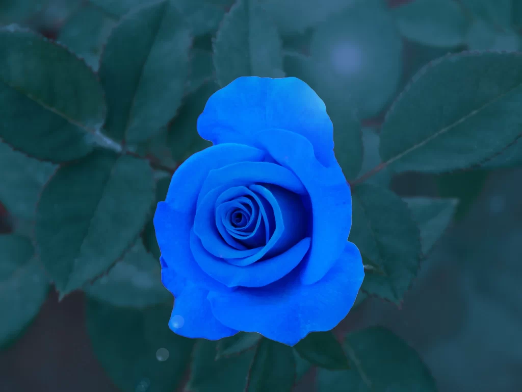 Blue Rose Petal Green Leaf
